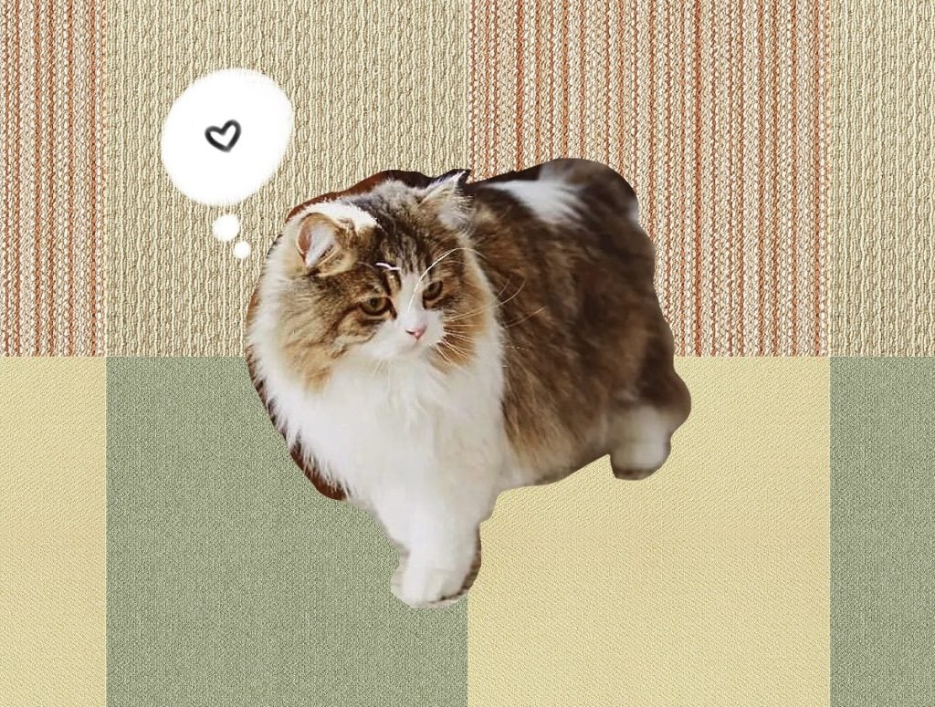 best carpet for pets