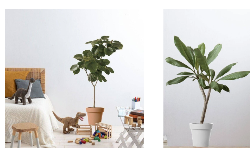 Botanical Wall Decal