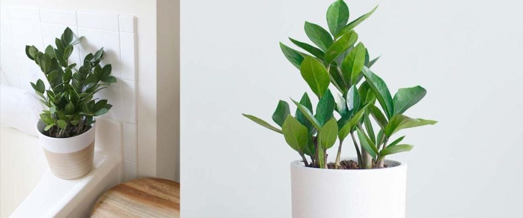 Zamioculcas Zamiifolia plant