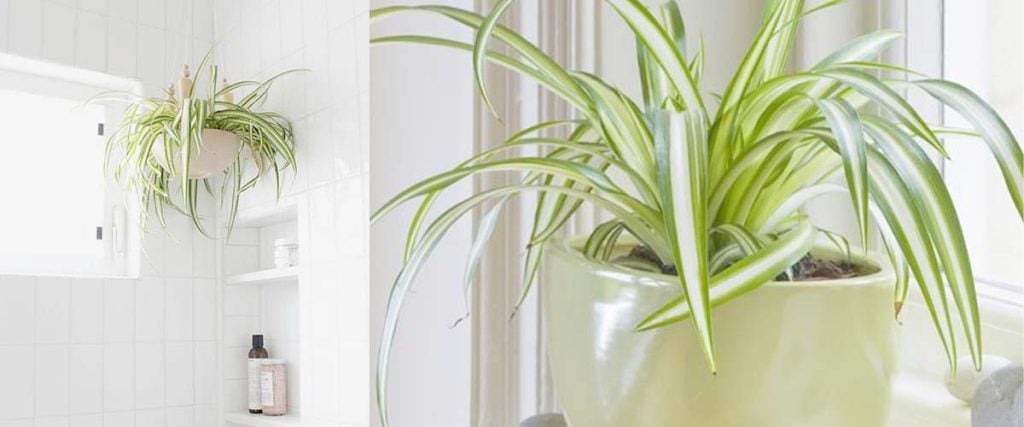 Spider Plant