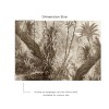 Affreschi & Affreschi | Aloha | AH 104