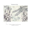 Affreschi & Affreschi | Aloha | AH 116