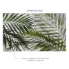 Affreschi & Affreschi | Aloha | AH 036