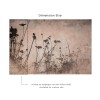 Affreschi & Affreschi | Aloha | AH 042