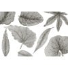 Rimura | Giant Leaves