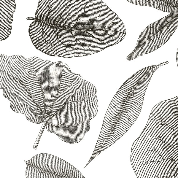 Rimura | Giant Leaves