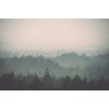 Rimura | Foresta Nera