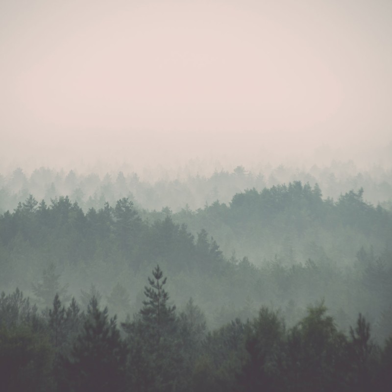 Rimura | Foresta Nera