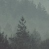 Rimura | Foresta Nera