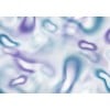 Affreschi & Affreschi | Flo | Feather | KR0101