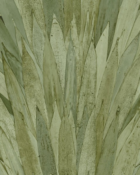 Abanico | 34001 | Selva