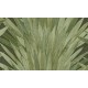 Abanico | 34001 | Selva