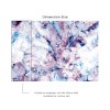 Affreschi & Affreschi | About You | AY 091