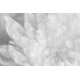 Affreschi & Affreschi | About You | AY 099
