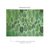 Affreschi & Affreschi | Aloha | AH 013