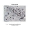 Affreschi & Affreschi | Aloha | AH 021