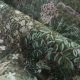 Arte | Décors & Panoramiques | Forêt des Muses I