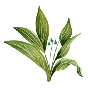 Featured Link