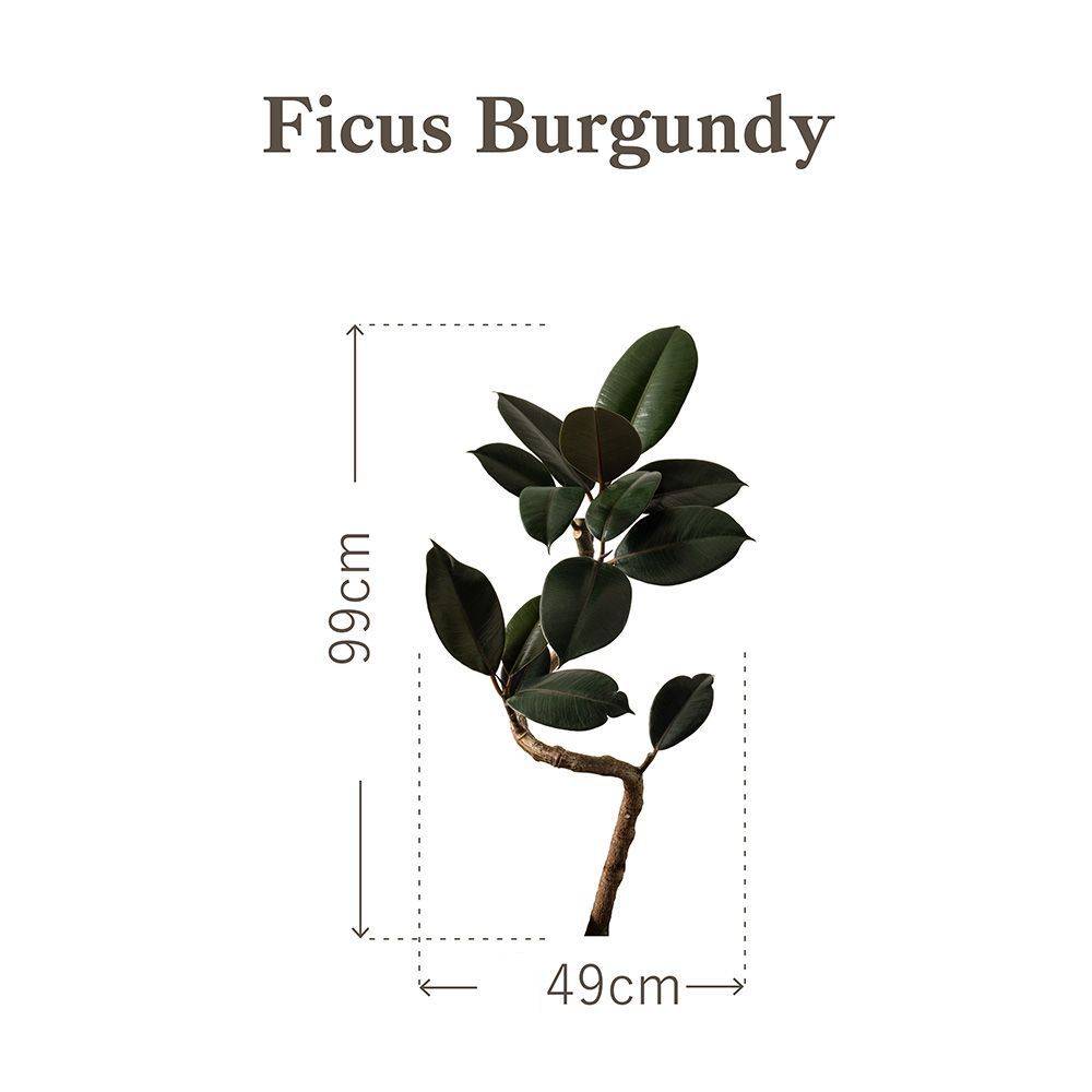 Botanical Sticker | Ficus Burgundy | HMST-BTS-M09