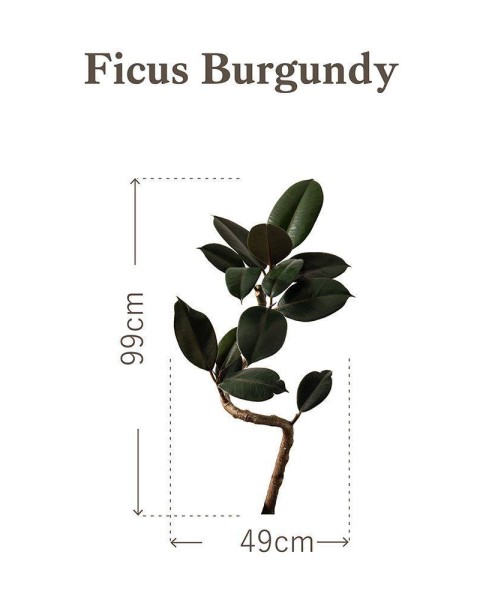 Botanical Sticker | Ficus Burgundy | HMST-BTS-M09
