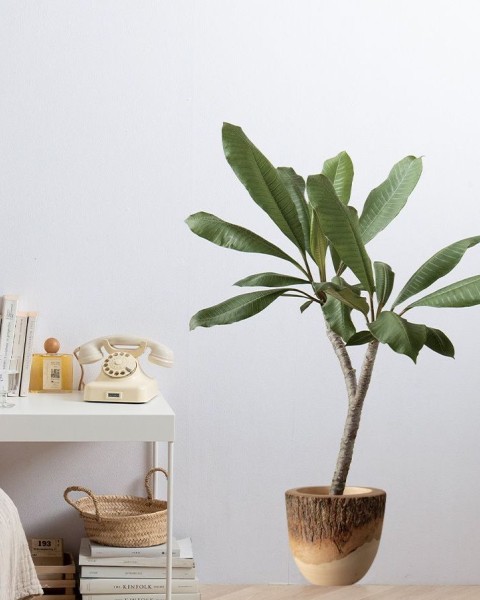 POT STICKER Flowerpot Sticker | Mango Wood