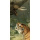 Animal Kingdom | LF018A