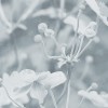 Japanese Anemone | FE19801