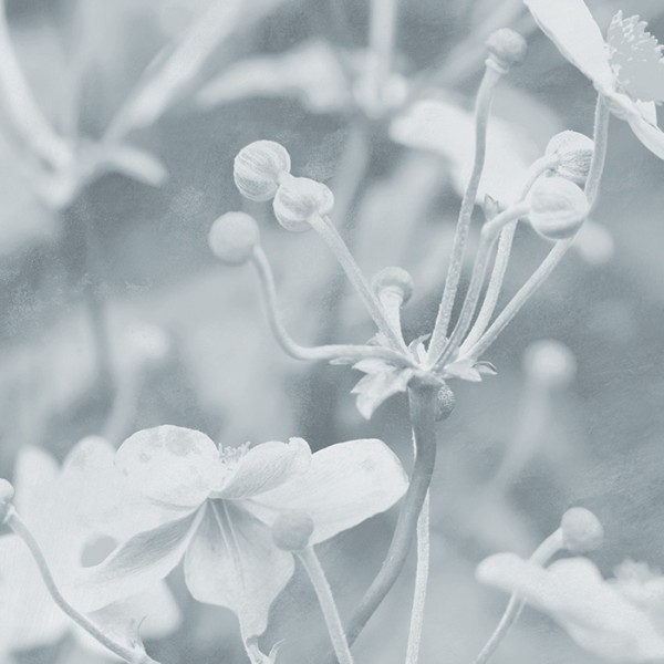 Japanese Anemone | FE19801