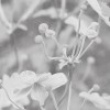 Japanese Anemone | FE19801