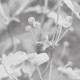 Japanese Anemone | FE19801