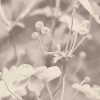 Japanese Anemone | FE19801