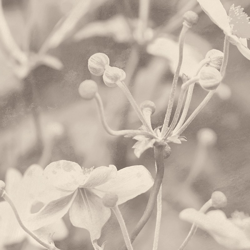 Japanese Anemone | FE19801