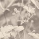 Japanese Anemone | FE19801