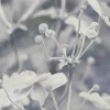 Japanese Anemone | FE19801