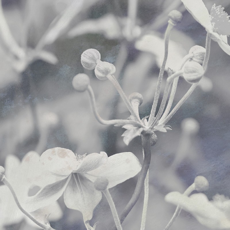 Japanese Anemone | FE19801