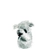 Koala Nap | FE02201