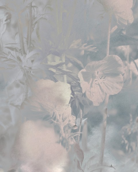 Meadow Geranium | FE19601