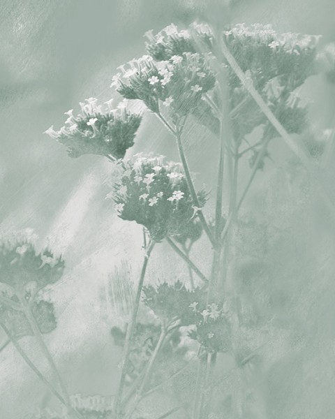 Verbena | FE19701