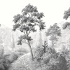 Graham & Brown | Grizedale Bespoke Mural
