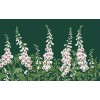 Graham & Brown | Foxglove Bespoke Mural
