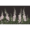Graham & Brown | Foxglove Bespoke Mural