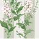 Graham & Brown | Foxglove Stripe Wallpaper