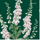 Graham & Brown | Foxglove Wallpaper