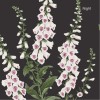 Graham & Brown | Foxglove Wallpaper