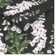 Graham & Brown | Foxglove Wallpaper