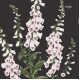 Graham & Brown | Foxglove Wallpaper