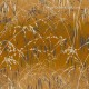 Graham & Brown | Meadow Grass Wallpaper