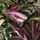 Graham & Brown | Midnight Tropic Wallpaper | 112193