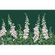 Graham & Brown | Foxglove Bespoke Mural