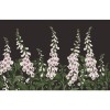Graham & Brown | Foxglove Bespoke Mural